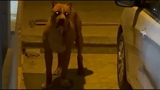 مواطن يبلغ ويقول كلب يحاصر جاره بالبيت ويريد مساعده مع جمال العمواسي