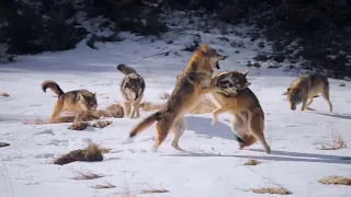 The Snow Wolf - Survival depends on solidarity.