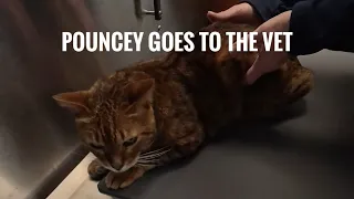 I received alot of concerns over my last video. So I took Pouncey to the vet. This is the results.