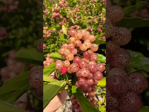 There are so many name for this fruit, what do you call it? 🍇#222#shorts #fruitworld .....
