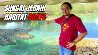 Habitat BUAYA di Sungai Jernih | Sungai Kesang | Sungai Rambai Melaka
