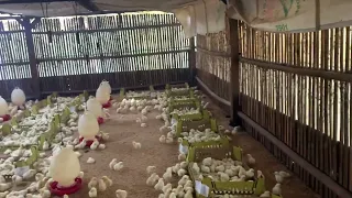 Mini chicken 0 days