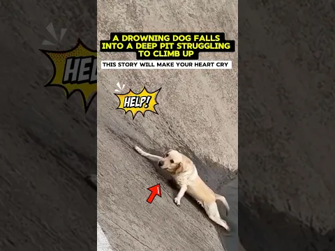 Dog slips into a deep pit but a kind Man is there 💔#shorts
