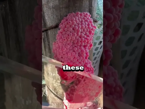 Make sure to CRUSH these eggs!