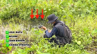 Dua hari mencari ikan di rawa-rawa|| NEMU SPOT KOMPLIT ||dapat lele lokal, nilem, chana & Jaer🔥🐠🤤
