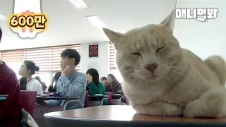 우리 대학엔 수강신청 성공하는 귀여운 고양이 선배님이 살고계셔..ㅣStory of How Cat That Near Death Became a cute College Student