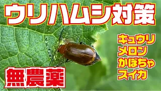 【無農薬】この方法でウリハムシは激減しました【キュウリ】【茄子】【スイカ】【メロン】【カボチャ】【高知】