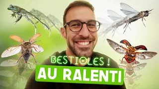 ATTENTION C'EST DRÔLE (et beau) - Max Bird Safari #11