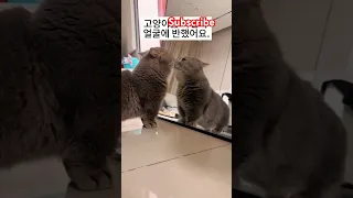 #viralvideo #loveallahﷻ #cat #love #trending #trendingshorts #dance