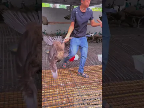 مزارع يلتقط طاووسًا أنثى داخل حظيرة تربية الطواويس