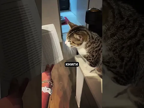 Книга, Которую Может Прочитать Твой Кот 🐱