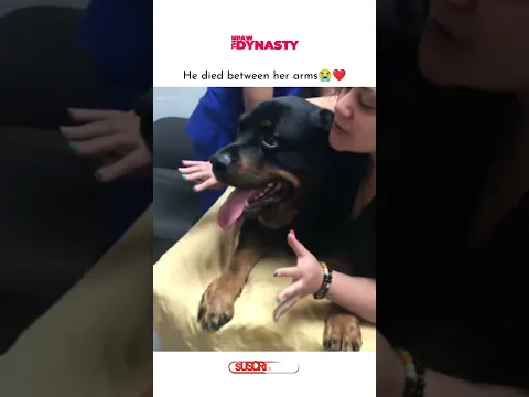 This Dog Died Between Her Arm, Very Heartbreaking Video