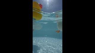 Pet Ducks in the Pool / Mochi & Yoshi