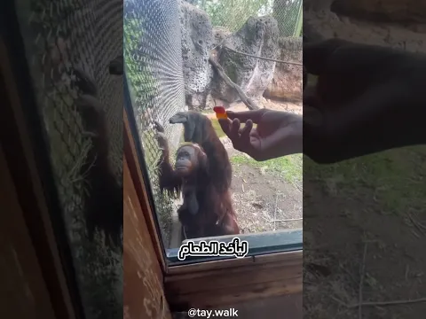 هذا هو أذكى قرد على الإطلاق 😮#animals #حيوانات #shortvideo #دقيقة#غرائب #مضحك#عجائب#قصص #laugh #قرد