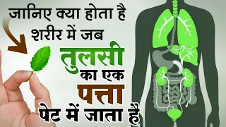 Unknown Health Benefits of Tulsi Holey Basil | तुलसी खाने का सही तरीका और अद्भुत फायदे