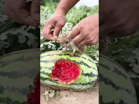 Cute 🦔 Hedgehog tries to Steal 🍉 watermelon
