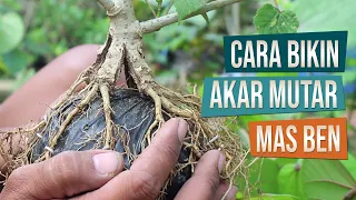 Cara Program Akar Waru Biar Mutar Kayak Ruji Andong Bersama Mas Ben