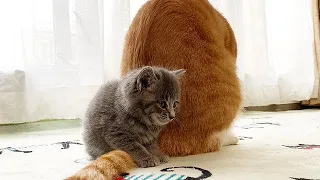 先住猫を好きになり離れなくなった保護子猫