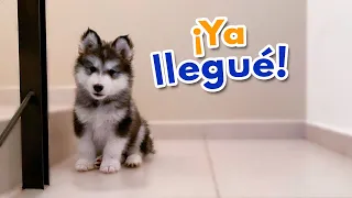 ¡Llega a MI VIDA un NUEVO CACHORRO!