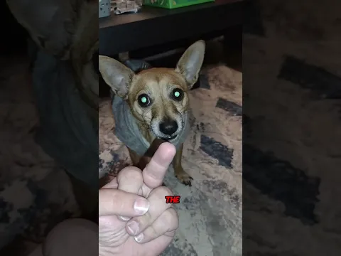 Dogs hate this 😨 But why?
