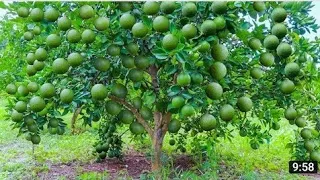 Fiz minha PLANTA TOMBAR de FRUTOS quando usei esse ADUBO (adubo que você tem em casa)