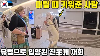 북유럽으로 입양된 진돗개, 한국에서 새끼 때 키워준 사람을 알아볼까??