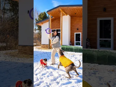 Where Did His FAVORITE Toy Go?! 😱🐶