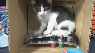 2021 J Excuse me! I'm trying to do a Hot Wheels Case Unboxing Video