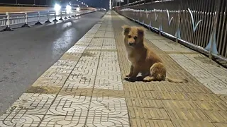 He Waited on That Bridge for His Owner... But Found Someone Who Loved Him Instead