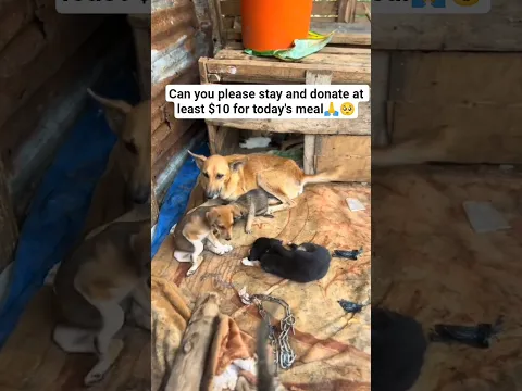 Even $30,$50 can help us afford food for these dogs, Consider donating via link in bio #donate #dogs
