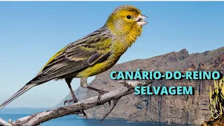 CANÁRIO-BELGA OU CANÁRIO-DO-REINO! ONDE VIVE ESSE PÁSSARO? QUAL A SUA ORIGEM? COMO É O SEU CANTO?