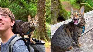 Cat chirping intensely at a Raven and Steller's jay