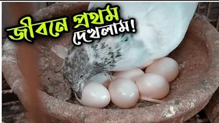 ৭ টি ডিম তাওয়া দিচ্ছে একটি কবুতর / কিন্তু কেন/ #akashnewblog