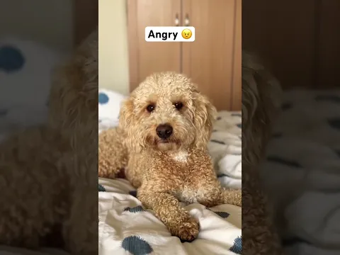 These are my puppy’s 4 moods 😂 #funny #dog #puppy