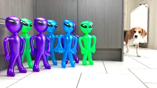 Funny Beagle Dogs SURPRISED by ALIEN INVASION!