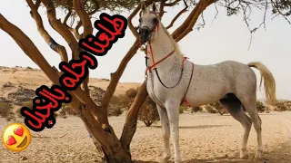# فلوق (32) طلعنا بالخيل ف البر وركوب وسباقات😍👍