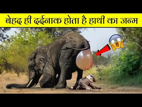 जानवर अपने बच्चों को जन्म कैसे देते है? देखिए एक अनोखा तरीका | HATHI KI DELIVERY | #short #shorts