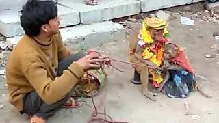 बंदर का खेल.Funny Monkey Drama Video.Madari aur Bandar ka khel.Bandar ka Tamasha