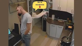 ¡GATOS SALVAJES Atacando Humanos! Recopilación de Felinos FUERA DE CONTROL || ¡NO PARPADEES!