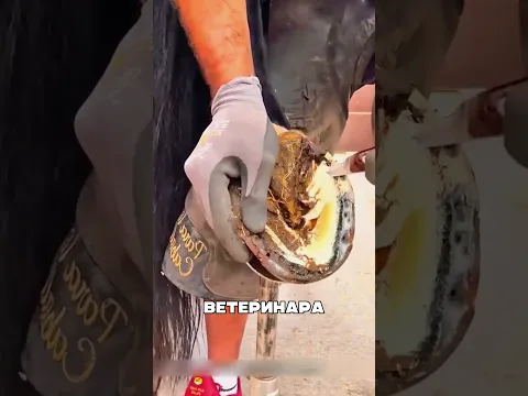 Донской жеребец нуждался в этом ветеринаре 😱🔥👏