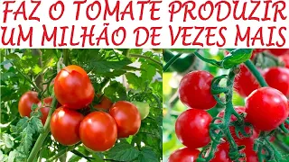 FAZ O TOMATE PRODUZIR MIL VEZES MAIS ! ADUBO E DICAS