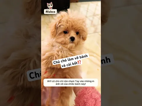 Chú chó làm vỡ bánh của cô chủ và cái kết