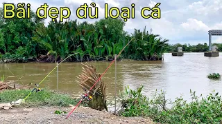 ✅ Câu cá Sông Sài Gòn 50k 12 tiếng bằng cám tổng hợp DF | DUY FISHING