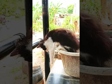 awas jatoh #fypシ #kucing #lucu #jatuh #funny #cat #viral #feedshorts #shorts #shortsviral