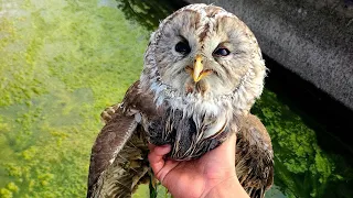 フクロウ落ちてたから拾った