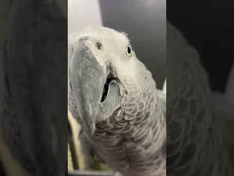 Bird Memes