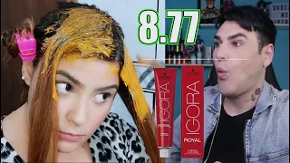 COMO TER O MELHOR RUIVO  SEM DESCOLORIR QUE VOCÊ VAI VER HOJE - IGORA 8.77