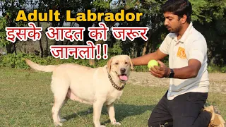 बड़े Labrador dog के आदत को जरूर जान लो, लेने से पहले 😃🔥