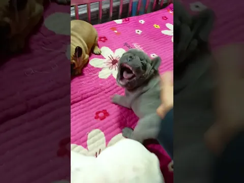 Lovely Puppies 🐶🥰😍🐕‍🦺| Angry Videos #fyp #viral #shorts #short #shortsfeed #puppylover #bulking