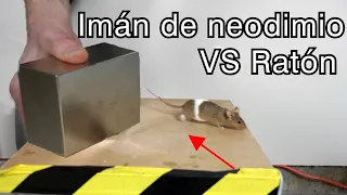 ¿Qué le hace un Imán de Neodimio Gigante a un Ratón?